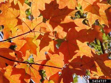 fall color on sugar maple (Acer saccharum ) - 5454737