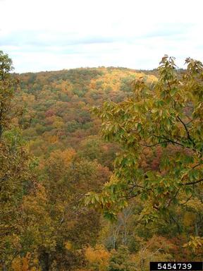 fall color,    - 5454739