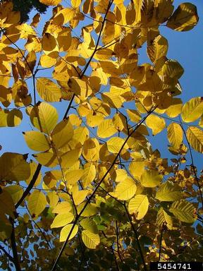 fall color on yellowwood (Cladrastis spp. ) - 5454741