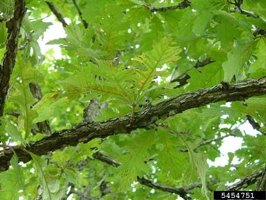 bur oak, Quercus macrocarpa  (Fagales: Fagaceae) - 5454751