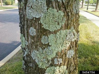 lichen,    - 5454754