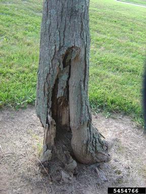 decay,    - 5454766