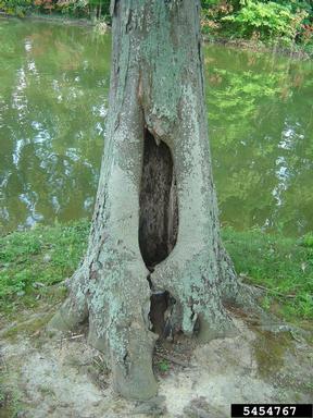 decay on shagbark hickory (Carya ovata ) - 5454767