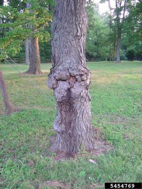 decay on shagbark hickory (Carya ovata ) - 5454769