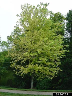 chlorosis (general symptom),    (Unknown: Unknown cause) - 5454779