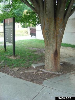  (  ) on zelkova (Zelkova spp. ) - 5454805