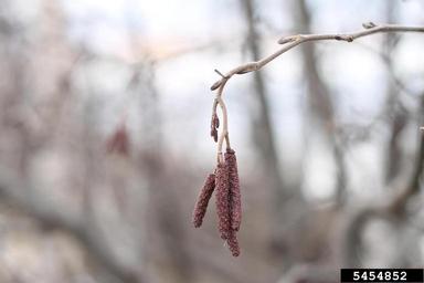 speckled alder, Alnus incana ssp. rugosa (Fagales: Betulaceae) - 5454852