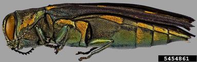 metalic wood-boring beetle, Agrilus coxalis auroguttatus (Coleoptera: Buprestidae) - 5454861