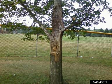 weak branch union,    - 5454951