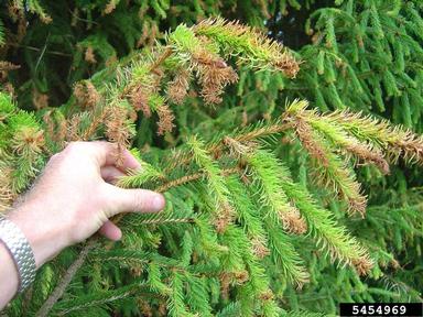  (  ) on spruce (Picea spp. ) - 5454969
