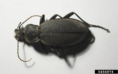 ground beetle,    (Coleoptera: Carabidae) - 5454974