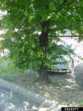 root zone,    - 5454977