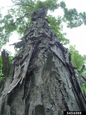 shagbark hickory, Carya ovata  (Juglandales: Juglandaceae) - 5454988