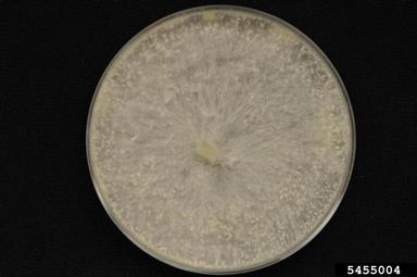 southern blight (Sclerotium rolfsii ) on Potato dextrose agar (Fungal Non-selective Media PDA ) - 5455004