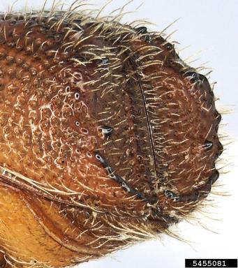 Mediterranean pine engraver beetle, Orthotomicus erosus  (Coleoptera: Curculionidae) - 5455081