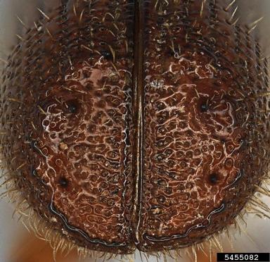 Mediterranean pine engraver beetle, Orthotomicus erosus  (Coleoptera: Curculionidae) - 5455082