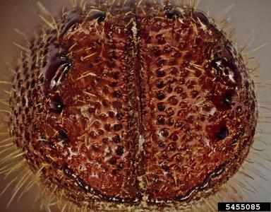 Mediterranean pine engraver beetle, Orthotomicus erosus  (Coleoptera: Curculionidae) - 5455085