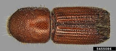 Mediterranean pine engraver beetle, Orthotomicus erosus  (Coleoptera: Curculionidae) - 5455086