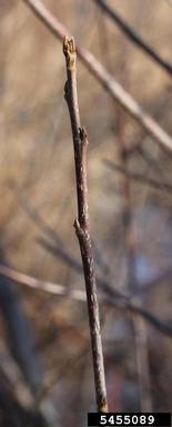 glossy buckthorn, Frangula alnus  (Rhamnales: Rhamnaceae) - 5455089