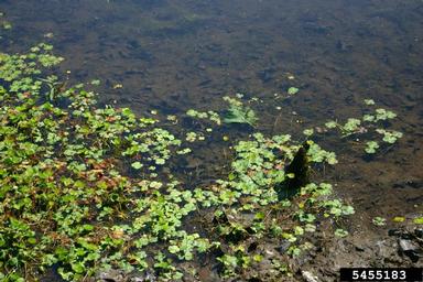 European pepperwort, Marsilea quadrifolia  (Hydropteridales: Marsileaceae) - 5455183