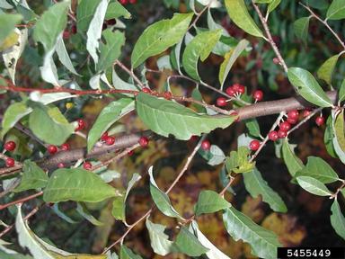 autumn-olive, Elaeagnus umbellata  (Rhamnales: Elaeagnaceae) - 5455449