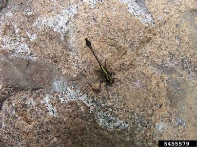 clubtail dragonflies, Gomphus spp.  (Odonata: Gomphidae) - 5455579