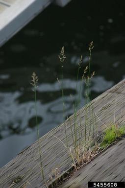 Canada bluegrass, Poa compressa  (Cyperales: Poaceae) - 5455608