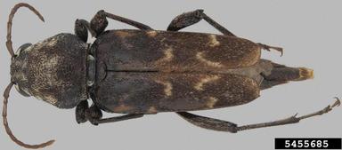 oak cordwood borer, Xylotrechus nauticus  (Coleoptera: Cerambycidae) - 5455685