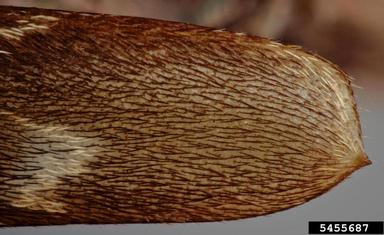 oak cordwood borer, Xylotrechus nauticus  (Coleoptera: Cerambycidae) - 5455687