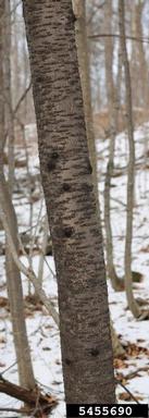 pin cherry, Prunus pensylvanica  (Rosales: Rosaceae) - 5455690