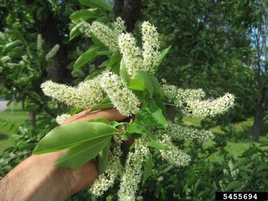 black cherry, Prunus serotina  (Rosales: Rosaceae) - 5455694