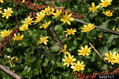 lesser celandine, fig buttercup, Ficaria verna  (Ranunculales: Ranunculaceae) - 5455717