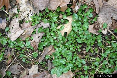 lesser celandine, fig buttercup, Ficaria verna  (Ranunculales: Ranunculaceae) - 5455753