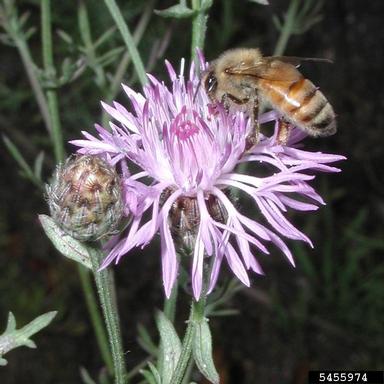 spotted knapweed, Centaurea stoebe  (Asterales: Asteraceae) - 5455974
