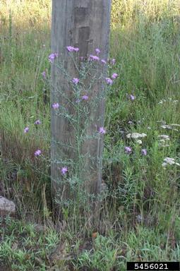 spotted knapweed, Centaurea stoebe  (Asterales: Asteraceae) - 5456021