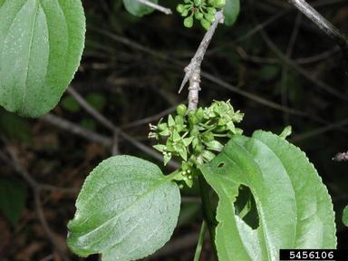European buckthorn, Rhamnus cathartica  (Rhamnales: Rhamnaceae) - 5456106