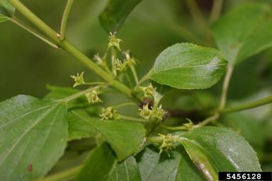European buckthorn, Rhamnus cathartica  (Rhamnales: Rhamnaceae) - 5456128