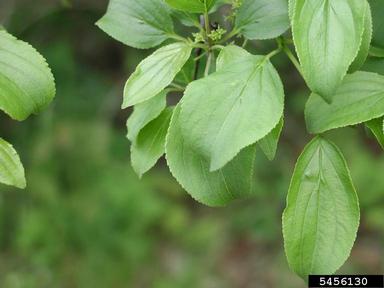 European buckthorn, Rhamnus cathartica  (Rhamnales: Rhamnaceae) - 5456130