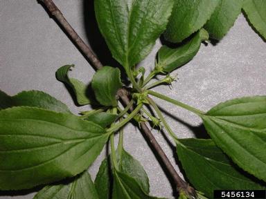 European buckthorn, Rhamnus cathartica  (Rhamnales: Rhamnaceae) - 5456134