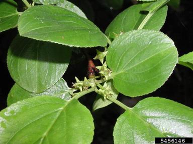 European buckthorn, Rhamnus cathartica  (Rhamnales: Rhamnaceae) - 5456146