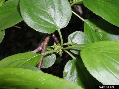 European buckthorn, Rhamnus cathartica  (Rhamnales: Rhamnaceae) - 5456149