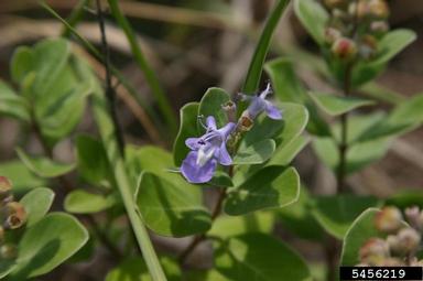 beach vitex, Vitex rotundifolia  (Lamiales: Verbenaceae) - 5456219