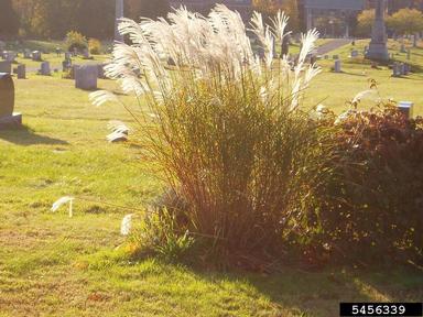Chinese silvergrass, Miscanthus sinensis  (Cyperales: Poaceae) - 5456339