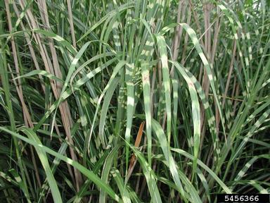 Chinese silvergrass, Miscanthus sinensis  (Cyperales: Poaceae) - 5456366