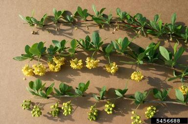 Hybrid barberry, Berberis × ottawensis  (Ranunculales: Berberidaceae) - 5456688