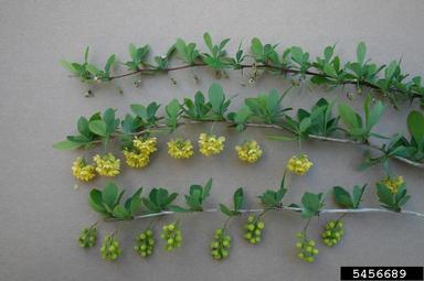 Hybrid barberry, Berberis × ottawensis  (Ranunculales: Berberidaceae) - 5456689