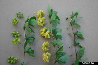 Hybrid barberry, Berberis × ottawensis  (Ranunculales: Berberidaceae) - 5456690