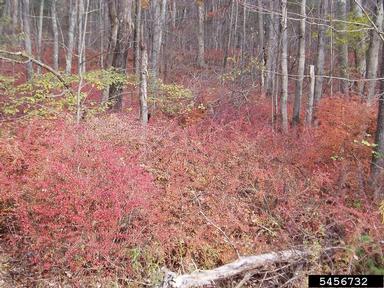 Japanese barberry, Berberis thunbergii  (Ranunculales: Berberidaceae) - 5456732