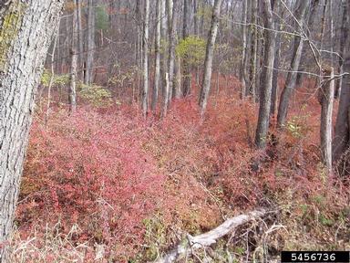 Japanese barberry, Berberis thunbergii  (Ranunculales: Berberidaceae) - 5456736