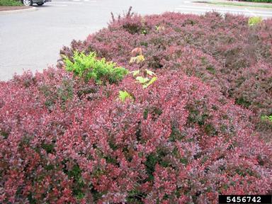 Japanese barberry, Berberis thunbergii  (Ranunculales: Berberidaceae) - 5456742